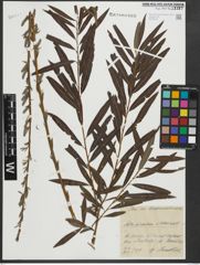 Foto von Salix purpurea L. x Salix viminalis L.